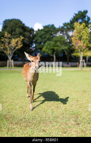 Rotwild im Park Stockfoto