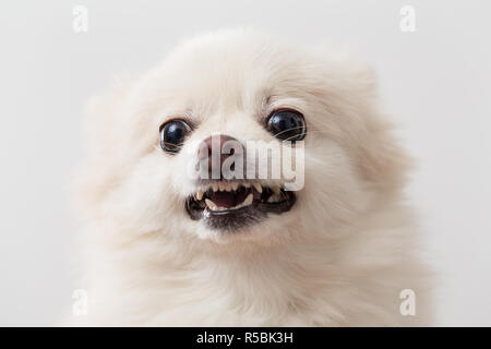 Pomeranian wütend Stockfoto