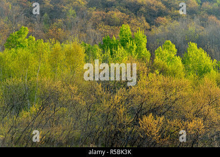 Ein Hügel von Birke und Espe mit den aufkommenden Frühling Laub, grössere Sudbury, Ontario, Kanada Stockfoto