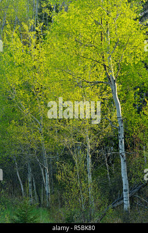 Ein Hügel von Birke und Espe mit den aufkommenden Frühling Laub, grössere Sudbury, Ontario, Kanada Stockfoto