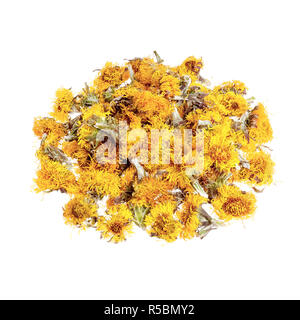 Getrocknete Blumen huflattich Tussilago farfara auf Weiß isoliert. Stockfoto