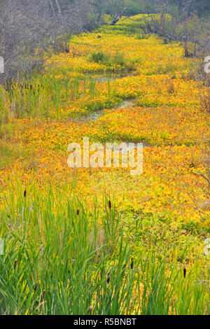 Pickerel Weed im Spätsommer, in der Nähe von Yellowknife, Nordwest-Territorien, Kanada Stockfoto