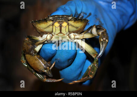 Gemeinsame Shore Crab Carcinus maenas Statt Stockfoto