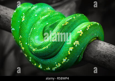 Nahaufnahme eines Green Tree python (Morelia viridis) Schlange mit mit gelben Punkten auf einem Zweig. Stockfoto