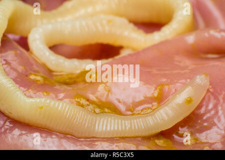 Taenia taeniaeformis in den Bauch einer Katze. Katze mit Gastritis Stockfoto