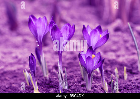 Violetten Tonen. Leuchtend violetten Farbton. Blühende Krokusse. Die ersten Frühlingsblumen. Stockfoto