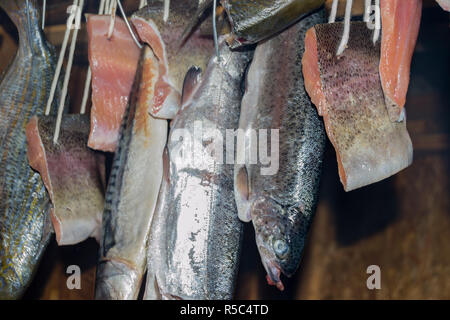 Frischer Fisch In der Räucherei. Geräucherte Makrele, schließen das Rauchen Prozess Fisch, der für den Einsatz zu Hause. Geräucherte Makrele, Vorbereitung von Bio-lebensmitteln. Traditionelle Stockfoto