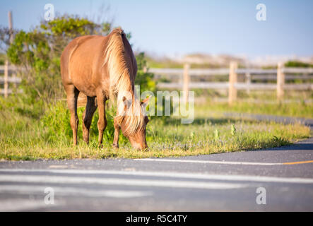 Ein wildes Pony (Equus caballus) Nahrungssuche neben der Straße bei Assateague Island National Seashore, Maryland Stockfoto