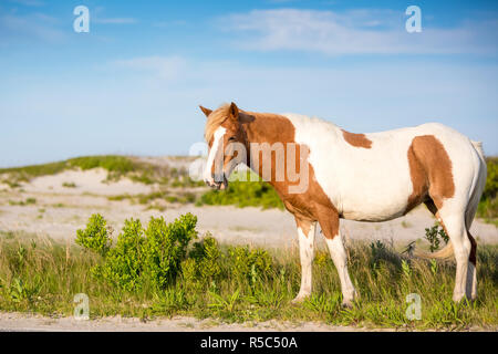 Ein wildes Pony (Equus caballus) bei Assateague Island National Seashore, Maryland Stockfoto