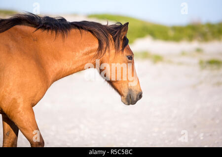 Ein wildes Pony (Equus caballus) bei Assateague Island National Seashore, Maryland Stockfoto