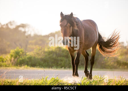 Ein wildes Pony (Equus caballus) bei Assateague Island National Seashore, Maryland Stockfoto