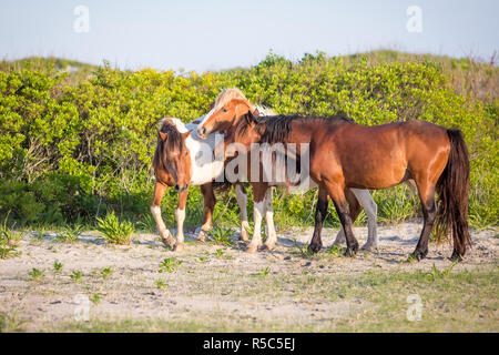 Eine Gruppe von wilden Ponys (Equus caballus) bei Assateague Island National Seashore, Maryland Stockfoto