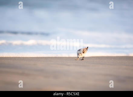 Ein Sanderling (Calidris alba) Suchen nach Essen am Wasser entlang auf Assateague Island National Seashore, Maryland Stockfoto