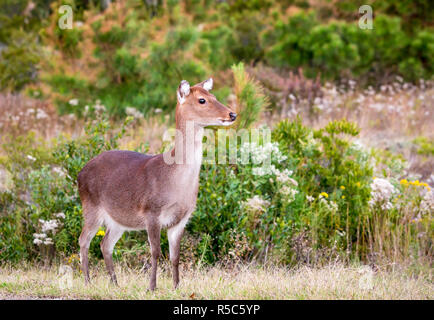 Eine weibliche Sika Hirsch (Cervus Nippon) bei Assateague Island National Seashore, Maryland Stockfoto