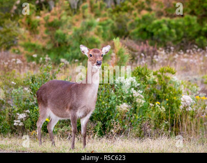 Eine weibliche Sika Hirsch (Cervus Nippon) bei Assateague Island National Seashore, Maryland Stockfoto