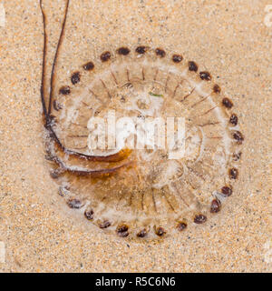 Eine gestreifte Kompass Quallen (Chrysaora hysoscella) an einem Sandstrand in Cornwall UK gestrandet - Unterseite anzeigen Stockfoto
