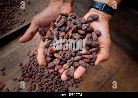 Costa Rica, La Virgen de Sarapiqui, Handvoll Trocknen Kakaobohnen, tirimbina Biologische finden Stockfoto