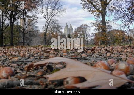 Fallen im Central Park Stockfoto