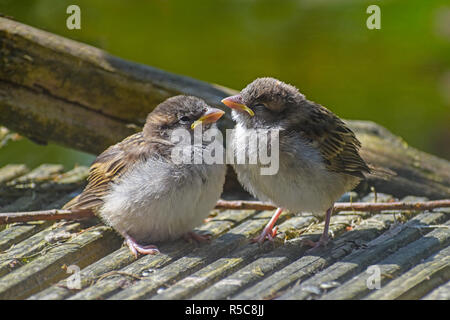 Zwei süße junge Vögel, Spatzen (Passer domesticus) sind das Hocken auf grau Holz und warten auf das Essen von ihren Eltern, ausgewählte konzentrieren, n Stockfoto