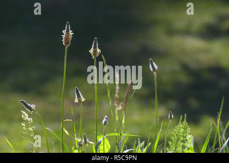 Blütenstände aus spitzwegerich (Plantago Integrifolia) gegen das Licht auf einer Sommerwiese, Unkraut- oder Heilpflanze für Kräutertee gegen Husten, Stockfoto