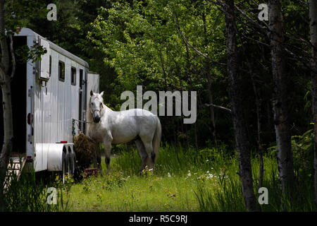 Ein Pferd zu einem Lkw befestigt. Ein Foto in Baie St-Paul in Québec, Kanada im Sommer genommen. Stockfoto