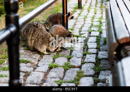 Drei Waschbären auf der Suche nach Nahrung auf dem Boden. Waschbären auf dem Mount Royal in Montreal, Kanada. Ratons laveurs sur le Mont-Royal. Stockfoto