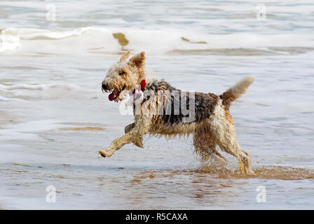 Wire Haired Foxterrier Stockfoto