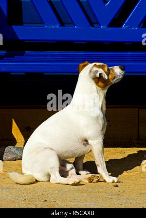Jack Russell Terrier Stockfoto