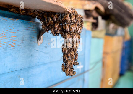 Beginn der das Schwärmen der Bienen. Einen kleinen Schwarm von hypnotisiert Bienen auf Karton Papier. Bienenhaus. Stockfoto