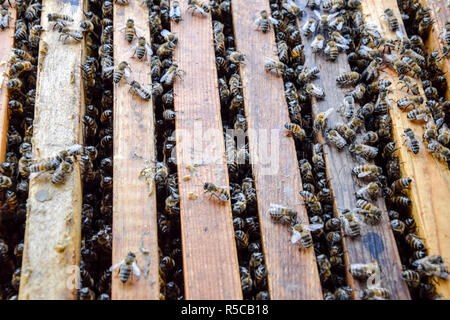 Bienenstock öffnen. Plank mit Wabe im Bienenkorb. Die Bienen kriechen entlang der Bienenkorb. Honig Biene. Stockfoto