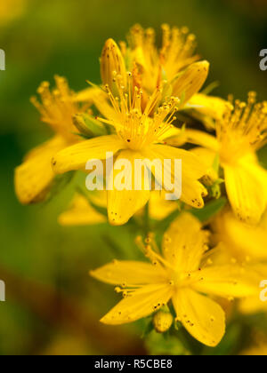 Schöne gelbe Calycinum im sommer wiese Stockfoto