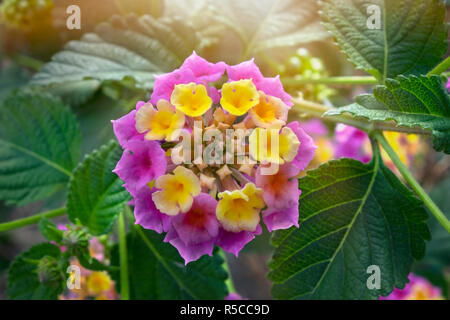 Sommer blumen Serie, schöne Lantana camara Stockfoto