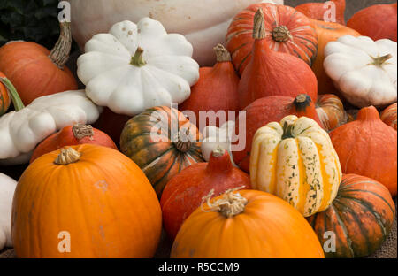 Nahaufnahme von einer Vielzahl von Gemüse Squash. Herbst Farben Stockfoto