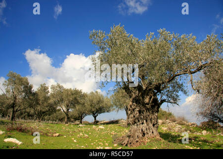 Israel, Mount Carmel, ein Olivenhain von Carmel Scenic Road Stockfoto