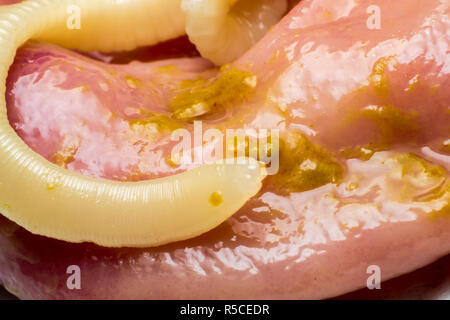 Taenia taeniaeformis in den Bauch einer Katze. Katze mit Gastritis Stockfoto