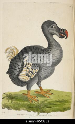 Didus ineptus. Der Dodo. Der Dodo ist eine ausgestorbene flugunfähigen Vogel, die endemisch auf der Insel Mauritius, östlich von Madagaskar im Indischen Ozean war. Vivarium Naturae sive rerum naturalium... icones ad ipsam depictae naturam et descriptÃ ¦. - Die Naturforscher' Miscellany oder farbige Abbildungen der natürlichen Objekte gezeichnet und beschrieben ... aus der Natur. London: Nodder & Co., 1789-1813. Quelle: 44. b 20 Platte 123. Autor: SHAW, George. Nodder, Frederick Polydore. Stockfoto