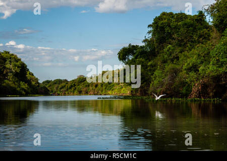 Garça Branca White Crane Ardea alba Stockfoto