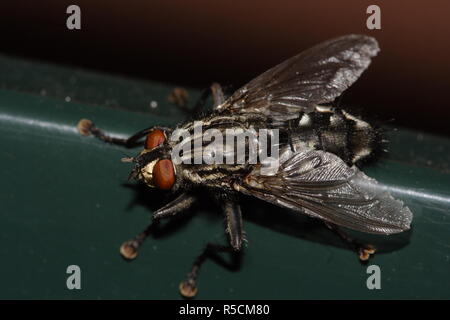 Haus fliegen (Musca domestica) saß auf einer grünen Fläche Stockfoto