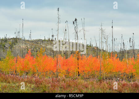 Espe Bäume mit Herbstfärbung im Wald Feuer, Behchoko, Nordwest-Territorien, Kanada Stockfoto