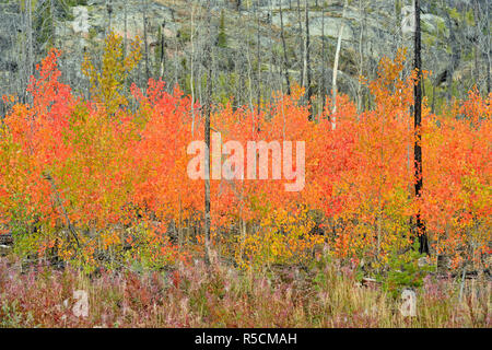 Espe Bäume mit Herbstfärbung im Wald Feuer, Behchoko, Nordwest-Territorien, Kanada Stockfoto