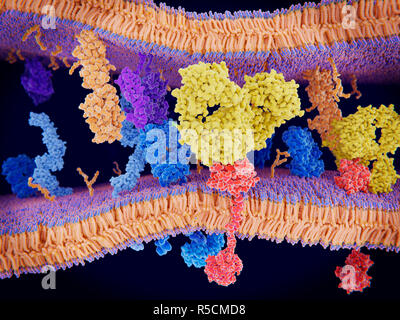 Antikörper blockieren den programmierten Zelltod, Illustration. Antikörper (gelb) blockieren PD-1 (programmierter Zelltod protein 1, rot), um es zu verhindern, dass die Interaktion mit einer Fläche Protein namens PD-L1 (orange). Krebszellen (Membran über Top) Express PD-L1 Proteine auf ihrer Oberfläche, das Immunsystem zu überlisten. Die Interaktion der PD-L1 mit PD-1 von T-Zellen (Membran in ganz unten) wirkt sich auf die T-Zell-Funktionalität. Der Antikörper ist das Blockieren dieses Zusammenspiel. Für die Interaktion ohne Blockierung, siehe Bild F 023/0921. Stockfoto