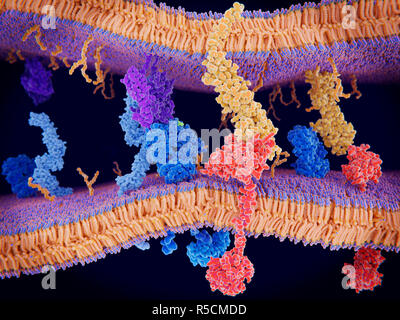 Der programmierte Zelltod im Immunsystem, Illustration. Das Protein PD-1 (programmierter Zelltod protein 1, rot) gesehen, die sich von der Oberfläche der Membran der T-Zelle (ganz unten), die Interaktion mit dem Liganden protein PD-L1 (orange) ein Antigen präsentieren Zelle (APC). Obwohl die T-Zelle durch die Interaktion an Links von einem T aktiviert wurde-Zell-rezeptor (blau) und eine MHC-Protein (lila), PD-1 reguliert und reduziert diese Aktivierung. Es fungiert die Effekte der T-Zellen zu verlangsamen. Stockfoto