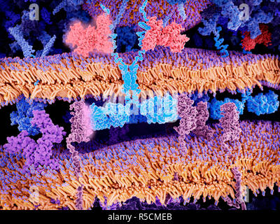 Auto T-Zelle Immuntherapie von Krebs, Illustration. Chimären antigen Receptor (Hellblau, Mitte) Bindung an CD19-Moleküle (pink, unteren rechten und unteren l Stockfoto