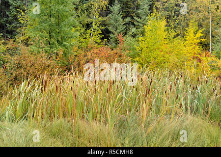 Anfang Herbst Farbe in einem boreal Feuchtgebiet, Liard Trail, Nordwest-Territorien, Kanada Stockfoto