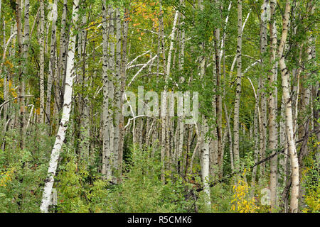 Boreal Espe Waldgebiet mit Anfang September Schnee, Liard Trail, Nordwest-Territorien, Kanada Stockfoto