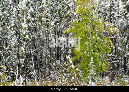 Boreal Espe Waldgebiet mit Anfang September Schnee, Liard Trail, Nordwest-Territorien, Kanada Stockfoto