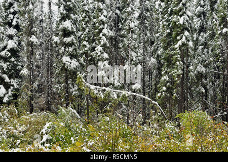 Boreal Espe Waldgebiet mit Anfang September Schnee, Liard Trail, Nordwest-Territorien, Kanada Stockfoto