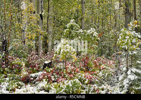 Boreal Espe Waldgebiet mit Anfang September Schnee, Liard Trail, Nordwest-Territorien, Kanada Stockfoto