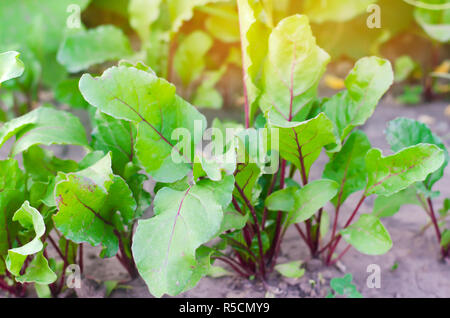 Frische junge Rote Rüben wachsen im Garten. grüne Blätter. Nützliche Gemüse und Vitamine. Landwirtschaft Stockfoto