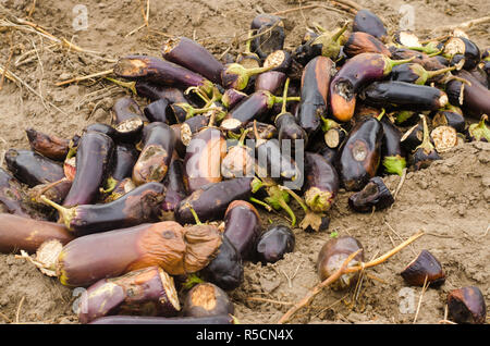 Faule verwöhnt Auberginen Gemüse liegen auf dem Feld. schlechte Ernte Konzept. Produktionsabfälle, Pflanzenkrankheiten. Landwirtschaft, Landwirtschaft. Nutzung der agro- Stockfoto